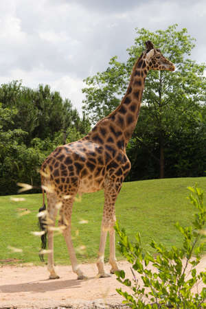 Photo of a giraffe in its habitatの写真素材