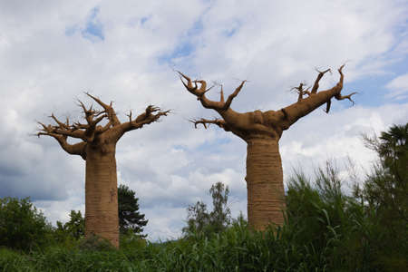 Photo of two baobabs in the middle of the greenの写真素材
