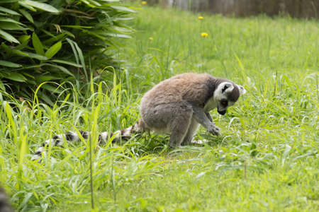 Photo of a curious lemur, in the grass