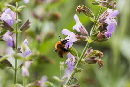 Macro photo of an Ape on purple flowerの写真素材