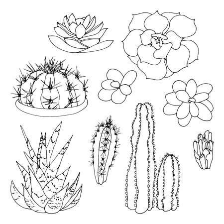 Set of a black and white hand drawn cactus and succulents isolated on a white background.のイラスト素材