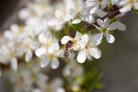 A bee and an apple tree in springの写真素材