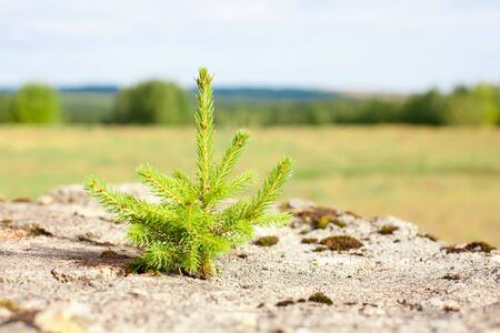 Little fir tree on the rockの写真素材