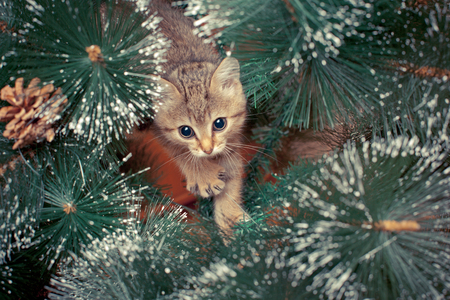 Beautiful kitten playing with green fir treeの写真素材