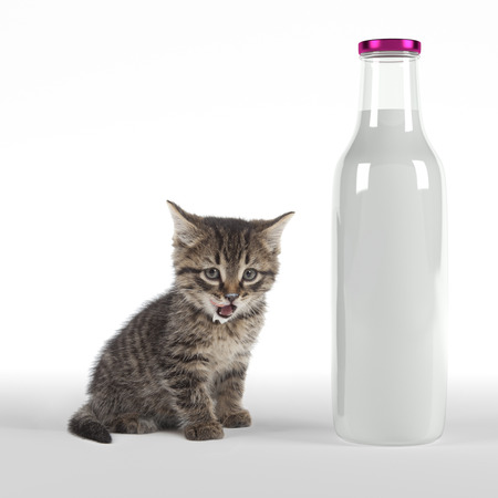 Kitten smack one's lips with huge bottle of milkの写真素材