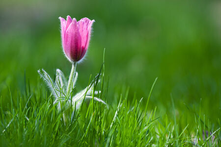Photo of snowdrop against green grass (focus on a flower)