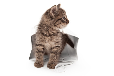 Beautiful kitten playing with white paperの写真素材