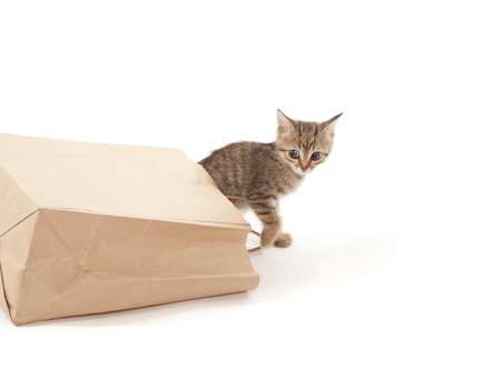 Beautiful kitten playing with paper isolated on whiteの写真素材