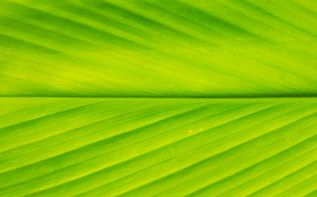 texture of green leaf