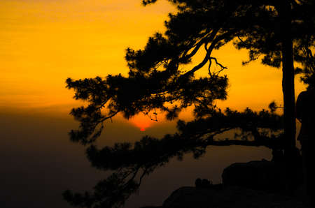 Sunset with silhouetted tree at Phu kradung National Park of Thailand