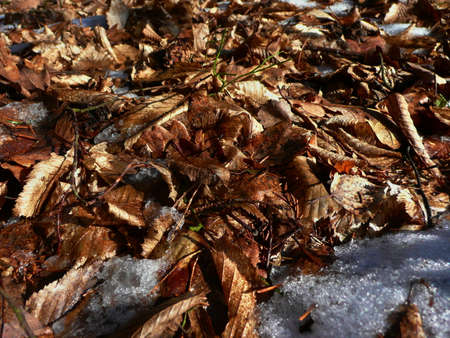 leavesの写真素材