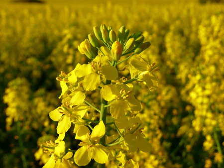 canola