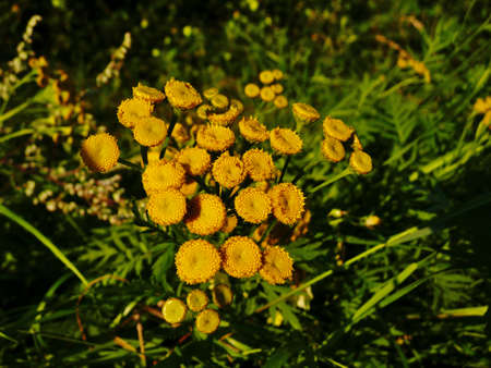 yellow flowerの写真素材
