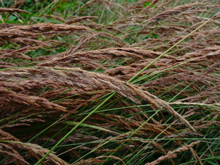 grassの写真素材