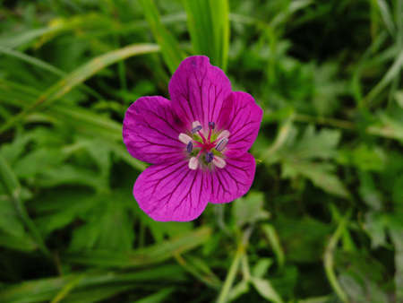 violet flower