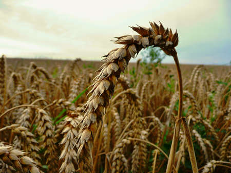 wheat field