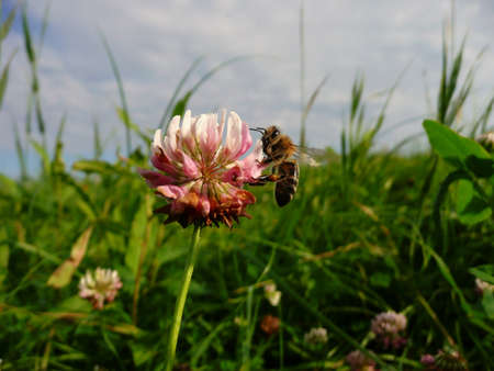 bee on clover