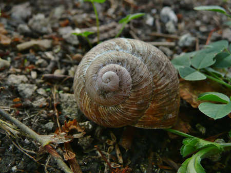 snail shell