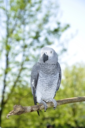 parrot on branchの写真素材