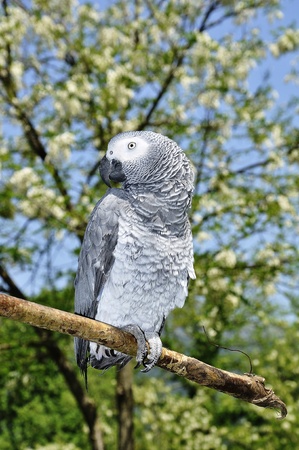 parrotの写真素材