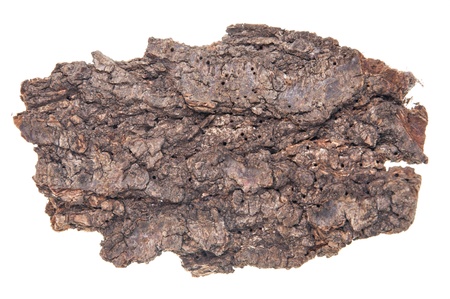 rind of a bark of a tree