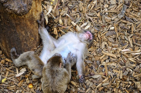 two monkeys playing lying downの写真素材
