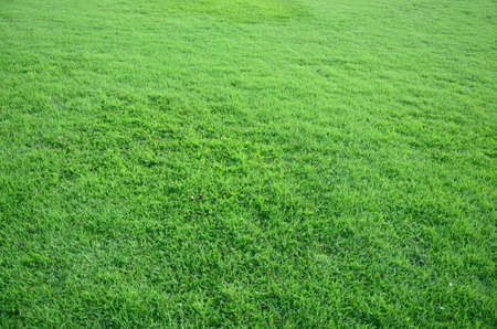 Green grass texture from a fieldの写真素材