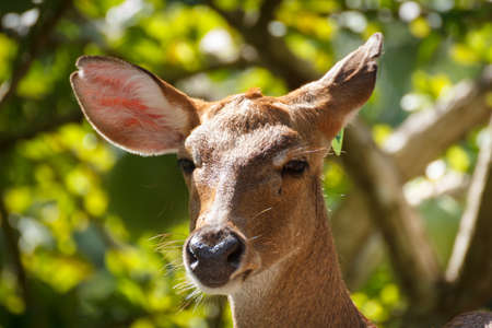 eld deer at Khao keaw Open Zooの写真素材