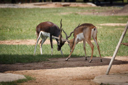 Blackbuck at Khao keaw Open Zooの写真素材