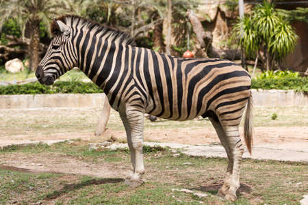 Burchell zebra at Khao keaw Open Zooの写真素材