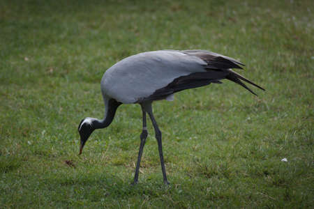 Demoiselle crane at Khao keaw Open Zooの写真素材