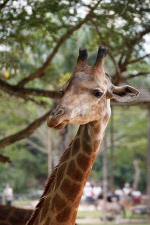 Giraffe at Khao keaw Open Zooの写真素材