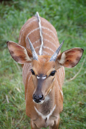 Nyala at Khao Kheow Open Zoo Thailand.の写真素材