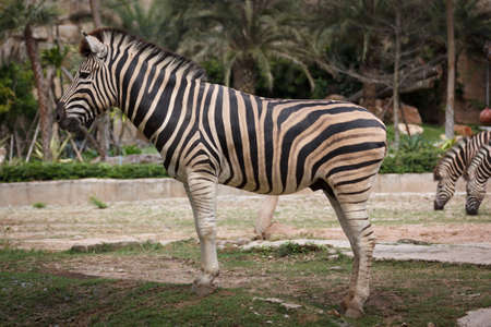 Burchell zebra at Khao keaw Open Zooの写真素材