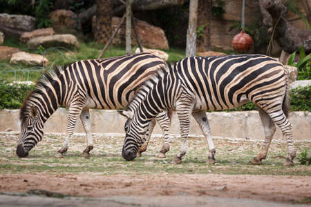 2 Burchell zebra at Khao keaw Open Zooの写真素材