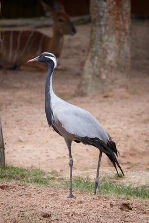 Demoiselle crane at Khao keaw Open Zooの写真素材