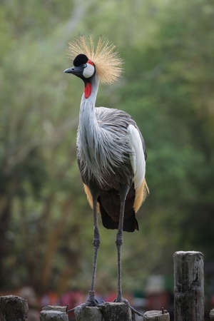 Gray crowned crane At Khao kheaw Open Zoo.の写真素材