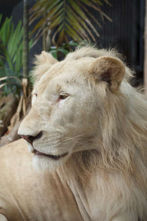 White Lion at Khao keaw Open Zoo Thailand.の写真素材