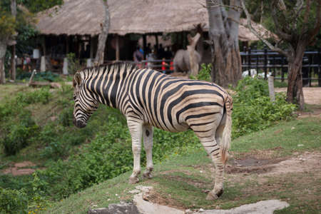 Burchell zebra at Khao keaw Open Zoo Thailand.の写真素材