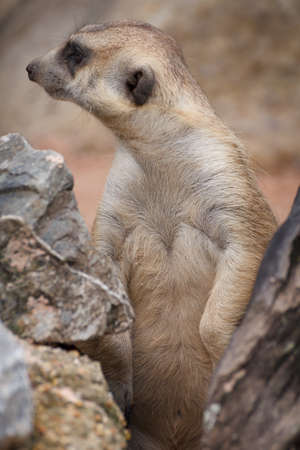Meercat at Khao Kheow Open Zoo Thailand.の写真素材