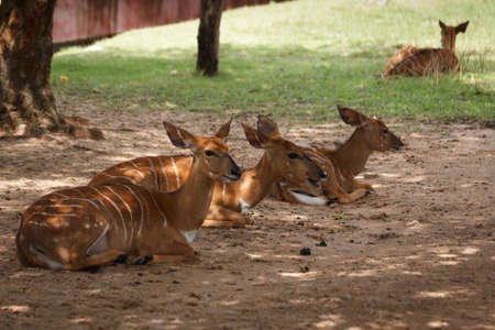 Nyala at Khao Kheow Open Zoo Thailand.の写真素材