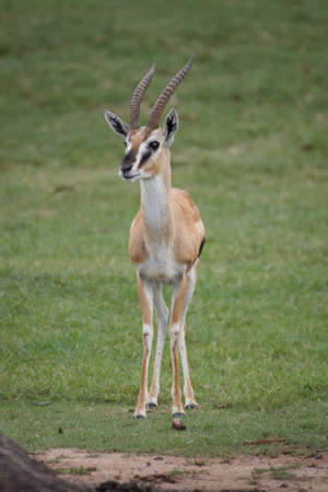 Thomson Gazelle at Khao Kheow Open Zoo Thailand.の写真素材