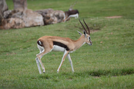 Thomson Gazelle at Khao Kheow Open Zoo Thailand.の写真素材