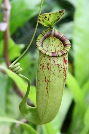 Nepenthe tropical carnivoreの写真素材