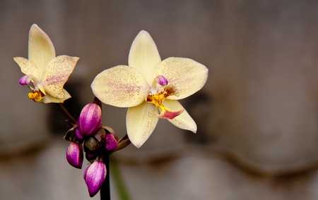 Close up of orchid flowerの写真素材