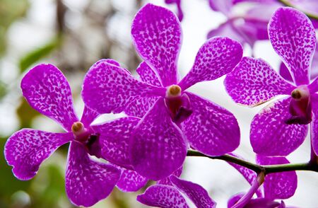 Close up of orchid flowerの写真素材