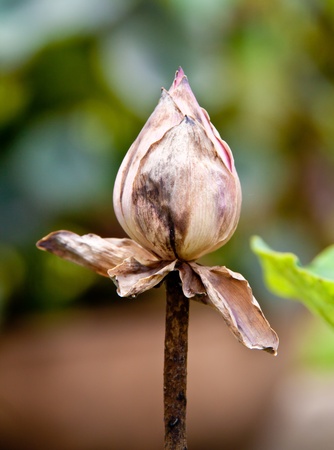 Dried lotusの写真素材