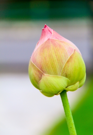 beautiful pink lotus flowerの写真素材