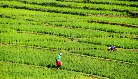 Terraced rice fields in northern Thailandのeditorial素材