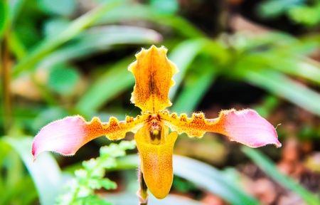 Close up of orchid flowerの写真素材